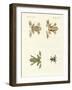 Different Kinds of Foreign Tree Frogs-null-Framed Giclee Print