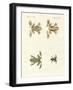 Different Kinds of Foreign Tree Frogs-null-Framed Giclee Print