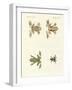 Different Kinds of Foreign Tree Frogs-null-Framed Giclee Print