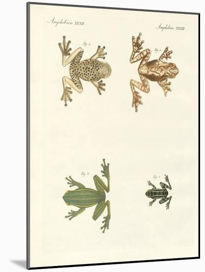 Different Kinds of Foreign Tree Frogs-null-Mounted Giclee Print