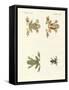 Different Kinds of Foreign Tree Frogs-null-Framed Stretched Canvas