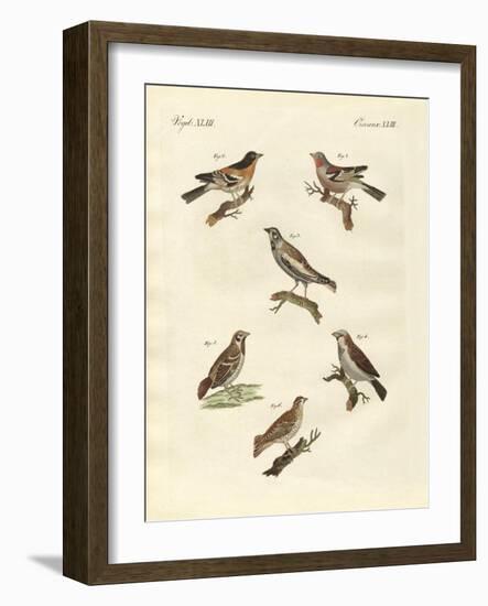 Different Kinds of Larks-null-Framed Giclee Print