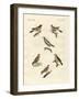 Different Kinds of Larks-null-Framed Giclee Print