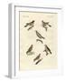 Different Kinds of Larks-null-Framed Giclee Print