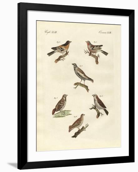 Different Kinds of Larks-null-Framed Premium Giclee Print