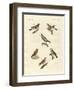 Different Kinds of Larks-null-Framed Premium Giclee Print