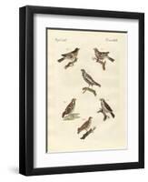 Different Kinds of Larks-null-Framed Premium Giclee Print