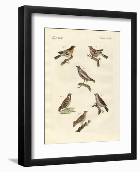 Different Kinds of Larks-null-Framed Premium Giclee Print