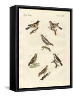 Different Kinds of Larks-null-Framed Stretched Canvas