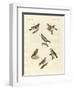 Different Kinds of Larks-null-Framed Giclee Print