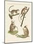 Different Kinds of Lemurs-null-Mounted Giclee Print