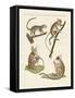 Different Kinds of Lemurs-null-Framed Stretched Canvas