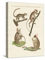 Different Kinds of Lemurs-null-Stretched Canvas