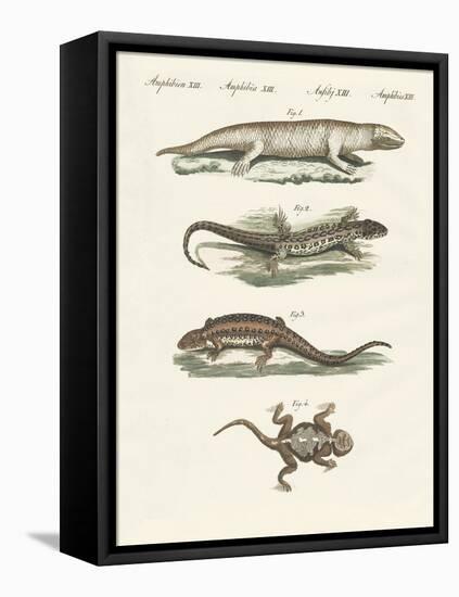 Different Kinds of Lizards-null-Framed Stretched Canvas