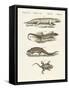 Different Kinds of Lizards-null-Framed Stretched Canvas