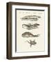Different Kinds of Lizards-null-Framed Premium Giclee Print