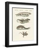 Different Kinds of Lizards-null-Framed Premium Giclee Print