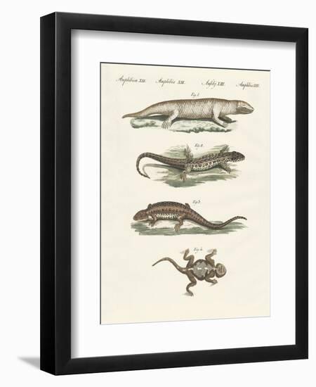 Different Kinds of Lizards-null-Framed Premium Giclee Print