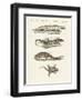 Different Kinds of Lizards-null-Framed Premium Giclee Print