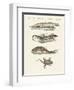 Different Kinds of Lizards-null-Framed Premium Giclee Print