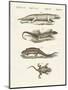 Different Kinds of Lizards-null-Mounted Premium Giclee Print