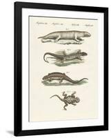 Different Kinds of Lizards-null-Framed Giclee Print