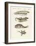 Different Kinds of Lizards-null-Framed Giclee Print