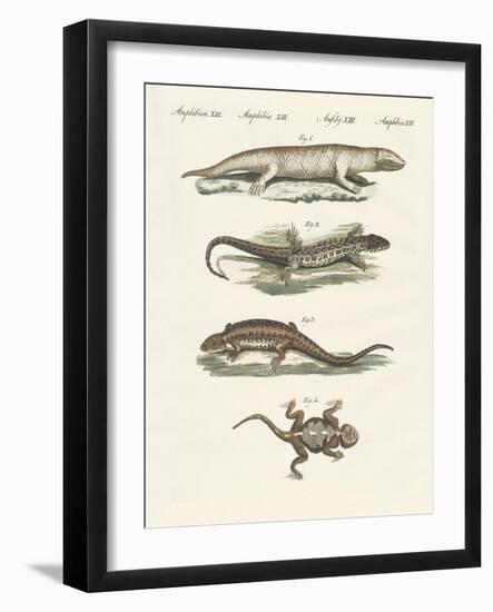 Different Kinds of Lizards-null-Framed Giclee Print