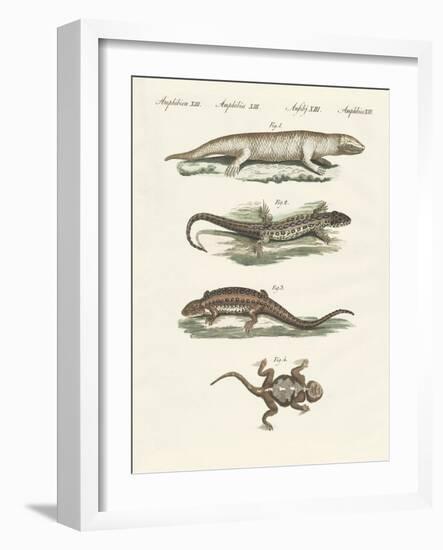 Different Kinds of Lizards-null-Framed Giclee Print