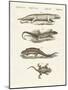 Different Kinds of Lizards-null-Mounted Giclee Print