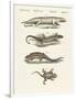 Different Kinds of Lizards-null-Framed Giclee Print