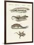 Different Kinds of Lizards-null-Framed Giclee Print