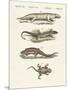 Different Kinds of Lizards-null-Mounted Giclee Print