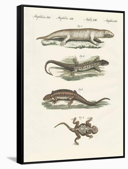 Different Kinds of Lizards-null-Framed Stretched Canvas