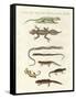 Different Kinds of Lizards-null-Framed Stretched Canvas