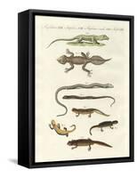Different Kinds of Lizards-null-Framed Stretched Canvas