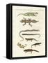 Different Kinds of Lizards-null-Framed Stretched Canvas