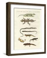 Different Kinds of Lizards-null-Framed Giclee Print