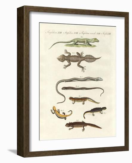 Different Kinds of Lizards-null-Framed Giclee Print