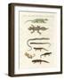 Different Kinds of Lizards-null-Framed Giclee Print