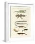 Different Kinds of Lizards-null-Framed Giclee Print