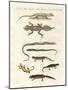 Different Kinds of Lizards-null-Mounted Giclee Print