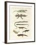 Different Kinds of Lizards-null-Framed Giclee Print