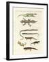 Different Kinds of Lizards-null-Framed Giclee Print