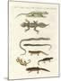 Different Kinds of Lizards-null-Mounted Giclee Print