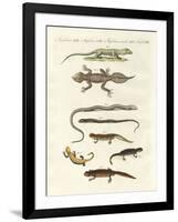 Different Kinds of Lizards-null-Framed Giclee Print