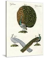 Different Kinds of Peacocks-null-Stretched Canvas