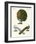 Different Kinds of Peacocks-null-Framed Giclee Print