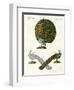 Different Kinds of Peacocks-null-Framed Giclee Print