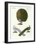 Different Kinds of Peacocks-null-Framed Giclee Print